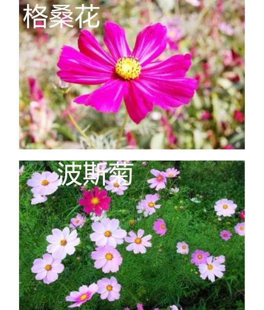 波斯菊和格桑花的区别（格桑花与波斯菊区别图）插图