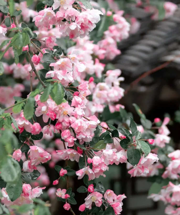 北京海棠花开花时间是什么时候（海棠花什么时候开）