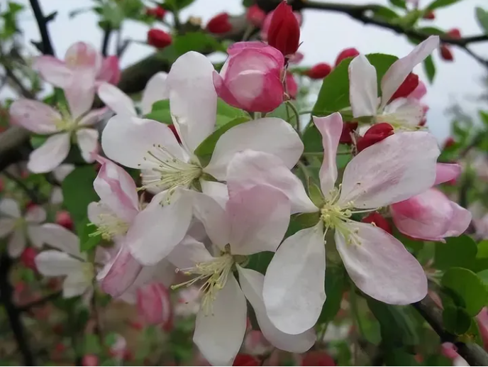 北京海棠花开花时间是什么时候（海棠花什么时候开）