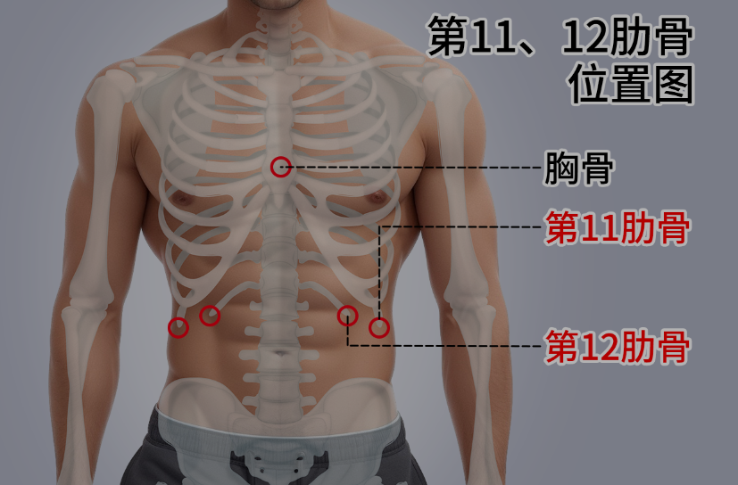 十二根肋骨的位置图片解读