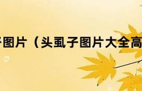 头发虱子图片 头发虱子高清图片大全