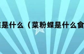 菜粉蝶为什么爱吃圆白菜 菜粉蝶为什么要叫菜粉蝶