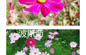 波斯菊和格桑花的区别（格桑花与波斯菊区别图）