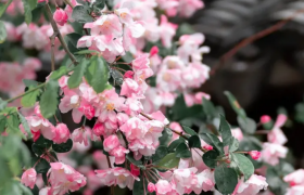 北京海棠花开花时间是什么时候（海棠花什么时候开）