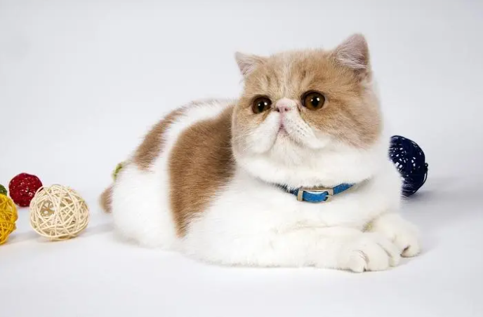 猫为什么不能送人必须给点钱-原因有哪些？
