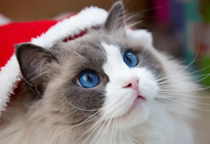 猫为什么不能送人必须给点钱-原因有哪些？