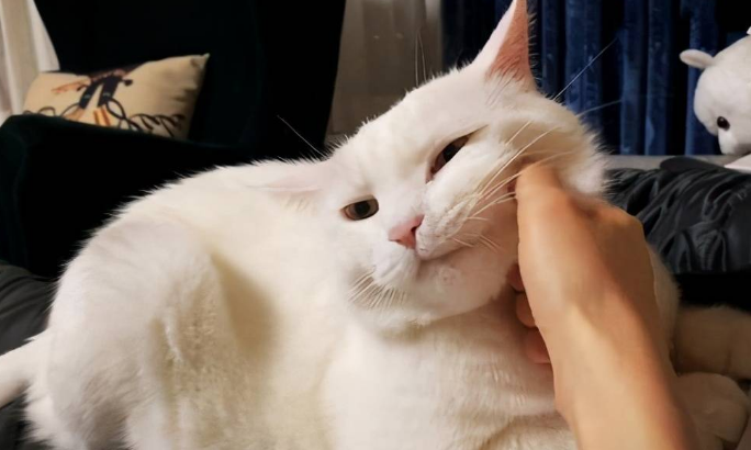 养猫养着养着就想虐猫了？