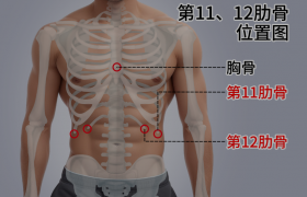 十二根肋骨的位置图片解读