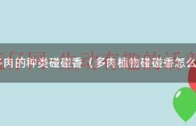 碰碰香多肉能驱蚊子吗（多肉碰碰香叶黄原因）缩略图