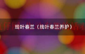 线叶春兰的特征是什么（线叶春兰养护）缩略图