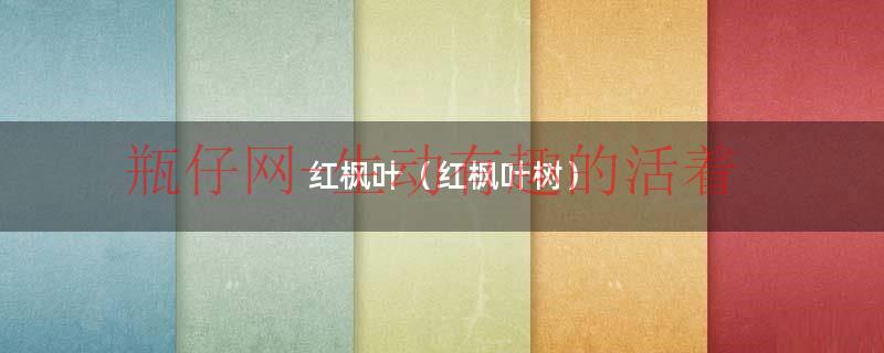矮树红枫叶（红枫叶红）