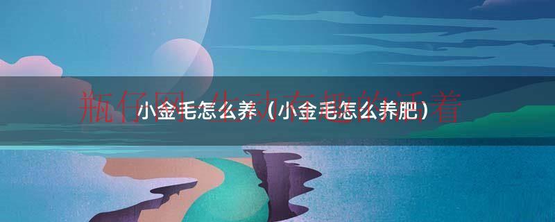 小金毛宠物狗（小金毛怎么饲养）